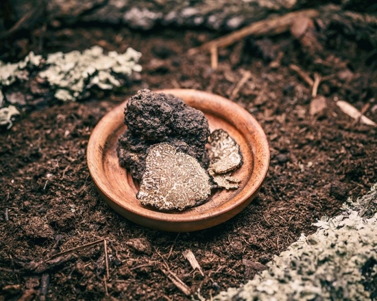 Truffes de Soulière exploitation de truffes familiale basée dans le sud luberon en france